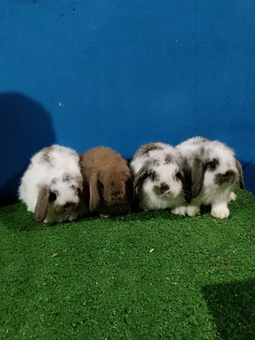 Kelinci Holland lop