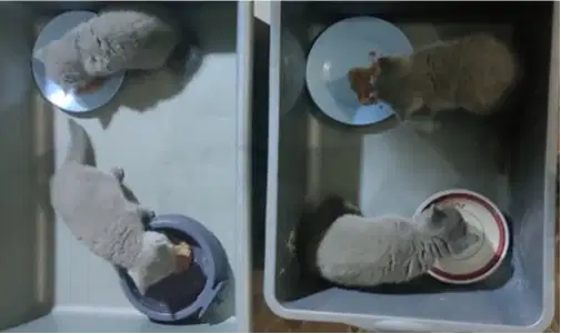 Lepas Adopt Borongan 4 ekor Kitten BSH. Sdh Mandiri & Pintar