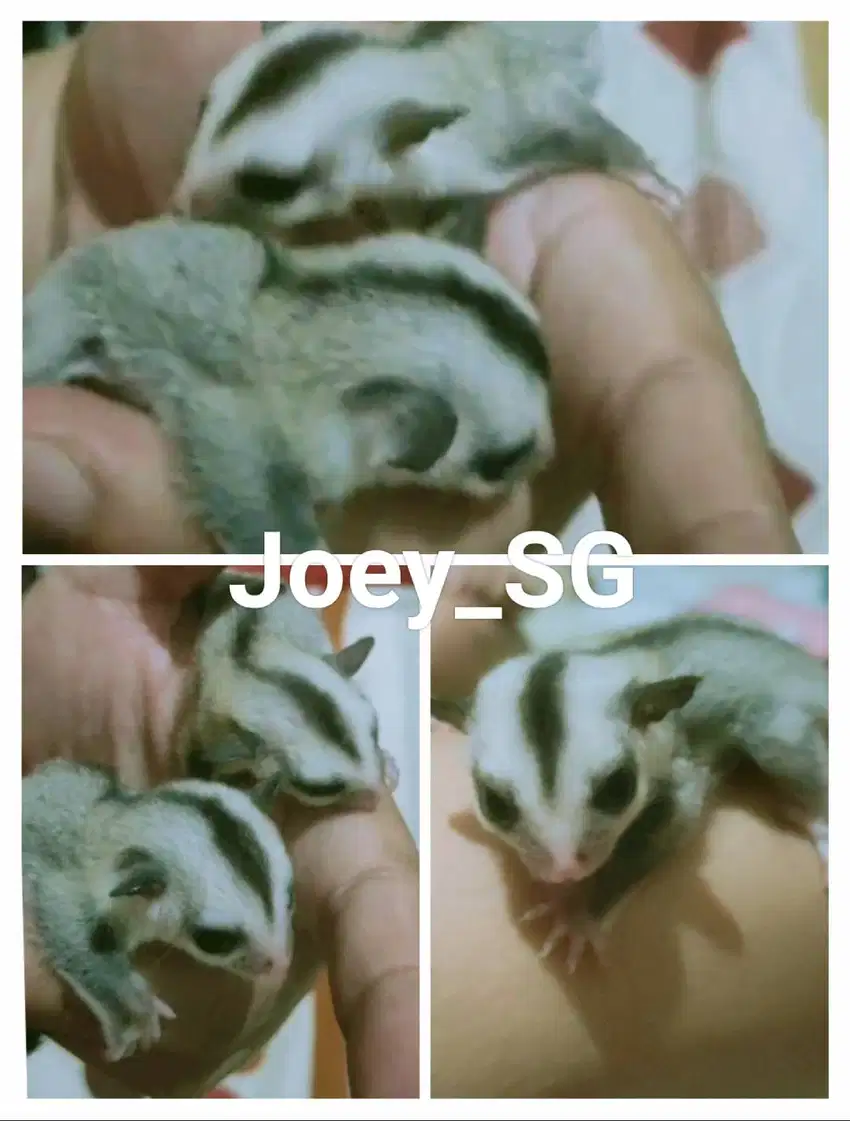 Sugar Glider Joey