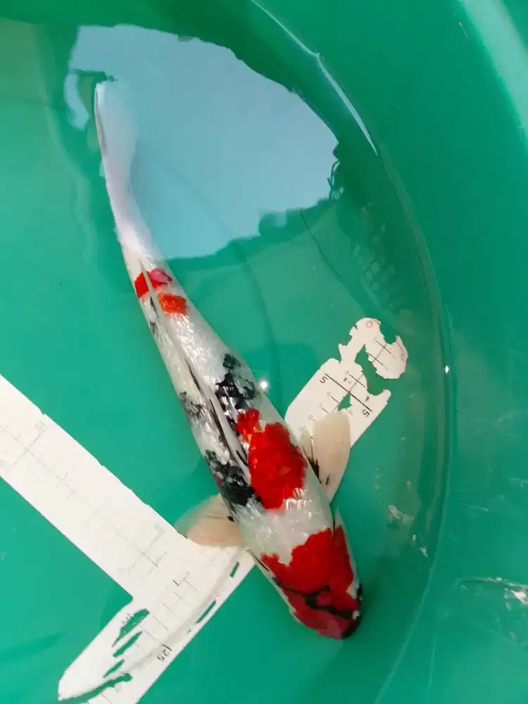 Ikan koi jenis Showa Ginrin import sertifikat 35cm