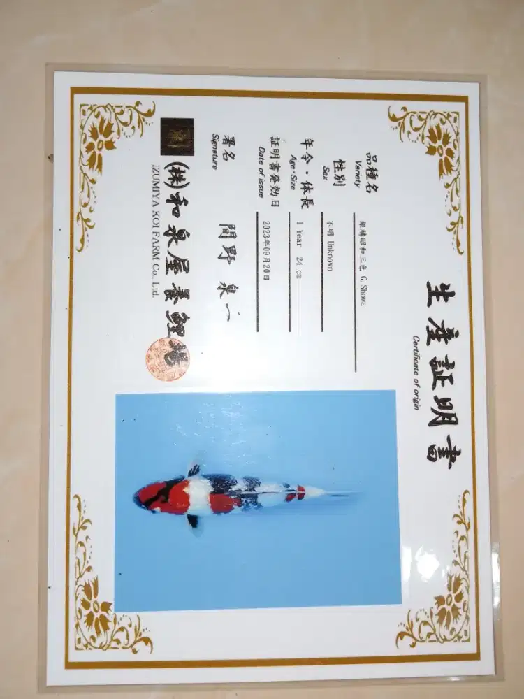 Ikan koi jenis Showa Ginrin 35cm Import sertifikat