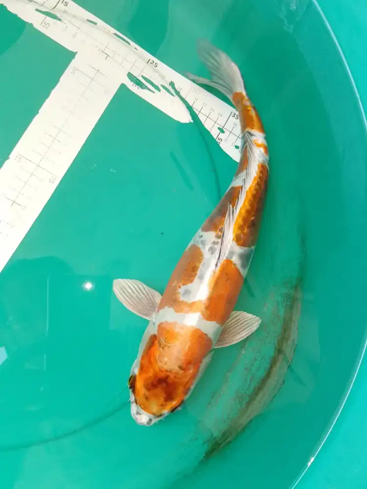 Ikan koi jenis Kikokuryu 36cm