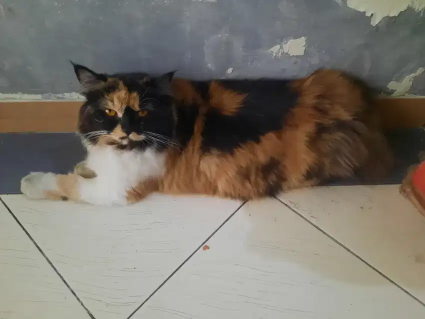 2 kucing betina birahi