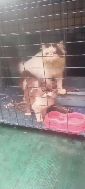 Jual kucing jantan