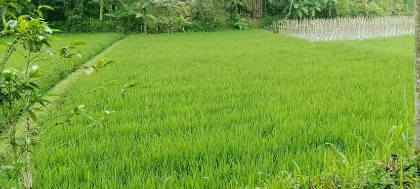 Di jual Sawah Langsung bisa di , Kp. Empang, Campaka - Cianjur Selata
