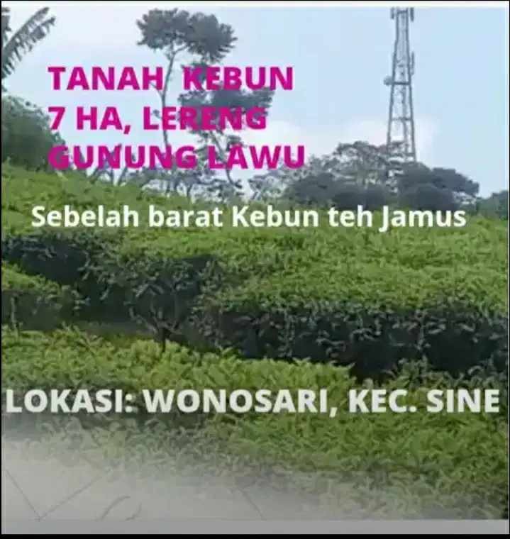 Dijual tanah kebun luas di lereng gunung lawu