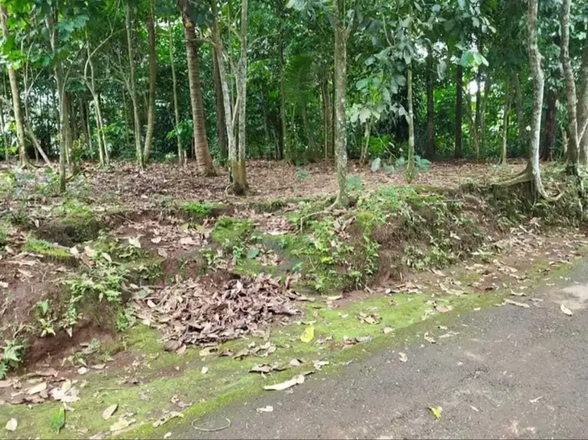 TANAH DIJUAL DEKAT BOBOTSARI PURBALINGGA, jual tanah dekat bobotsari