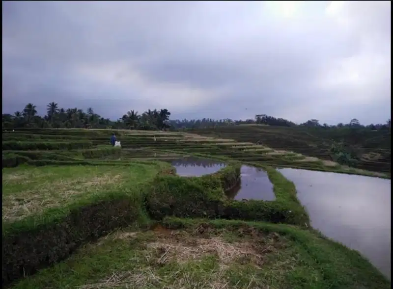 Dijual Tanah di Penebel Tabanan Bali 8720m2
