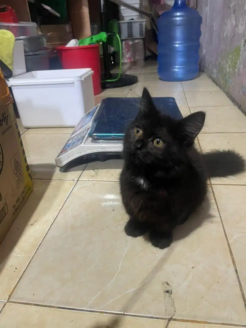 Kucing Munchkin cebol black betina 2 bulan