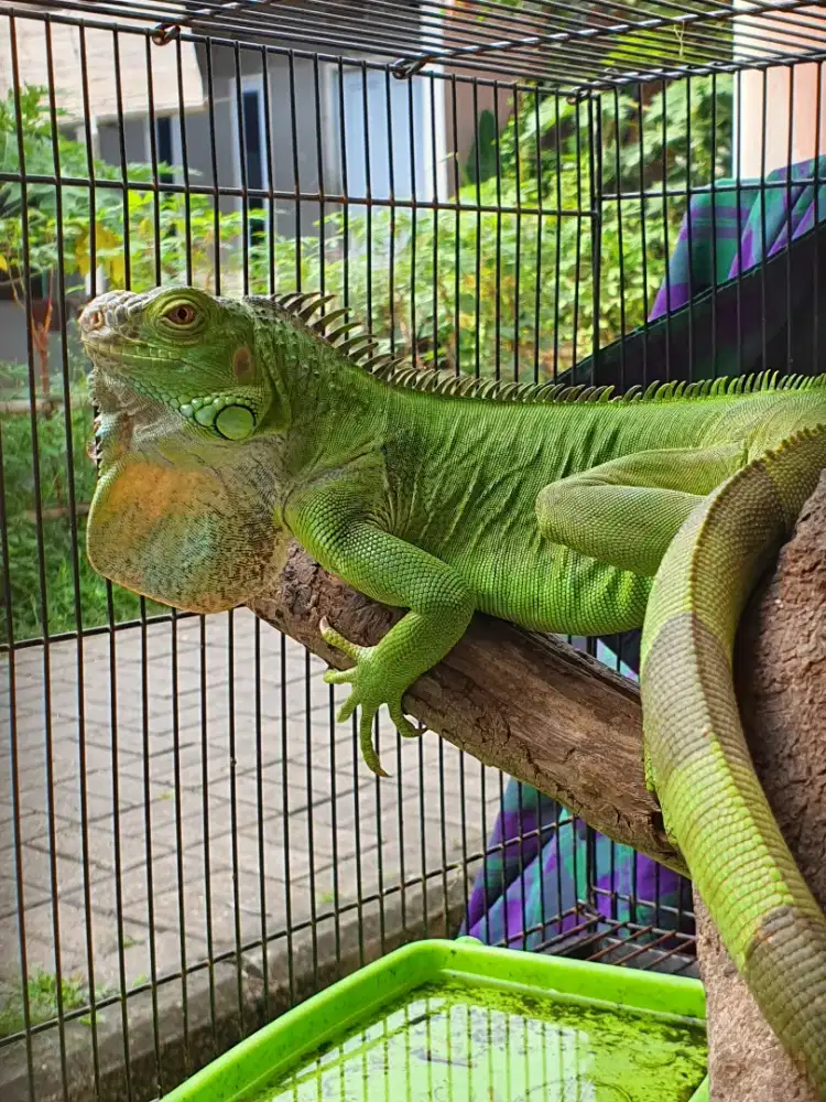 Iguana Green & Red Remaja 1 Meteran (Reptil) DIJUAL CEPAT Nego