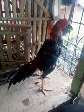 Ayam bangkok mangon