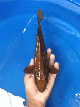 Koi polosan chagoi tembaga pejinak kolam