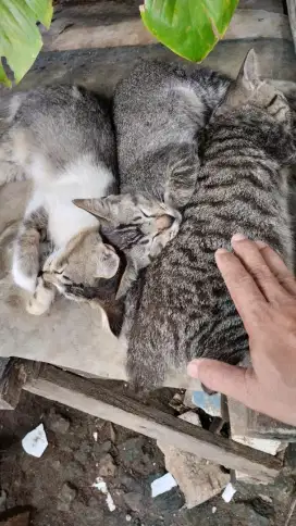 Gratis 3 anak kucing lucu yang berminat silahkan, didepok kl Grogol