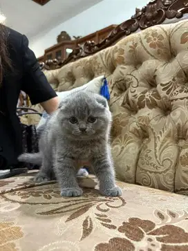 Kitten Scottish Fold