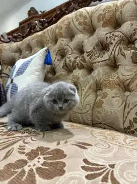 Kitten Scottish Fold