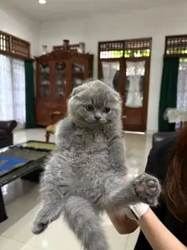 Kitten Scottish Fold