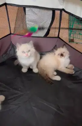 KITTEN RAGDOLL DAN HIMALAYA CINNAMON