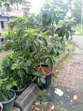 Pohon Alpukat TambulamPOT