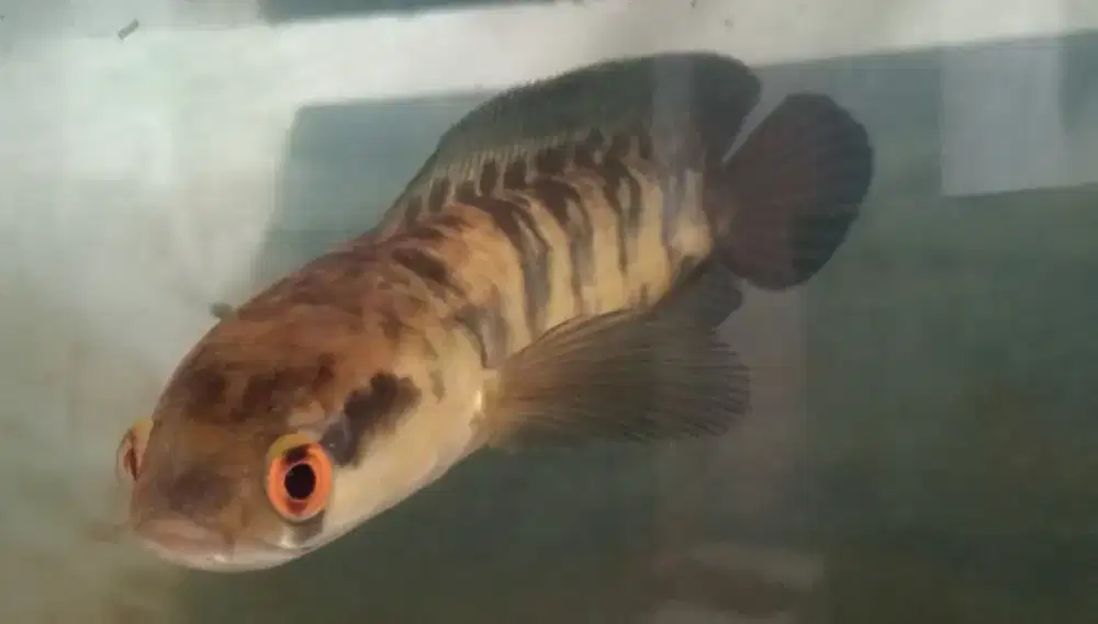 Channa Maru Red Barito