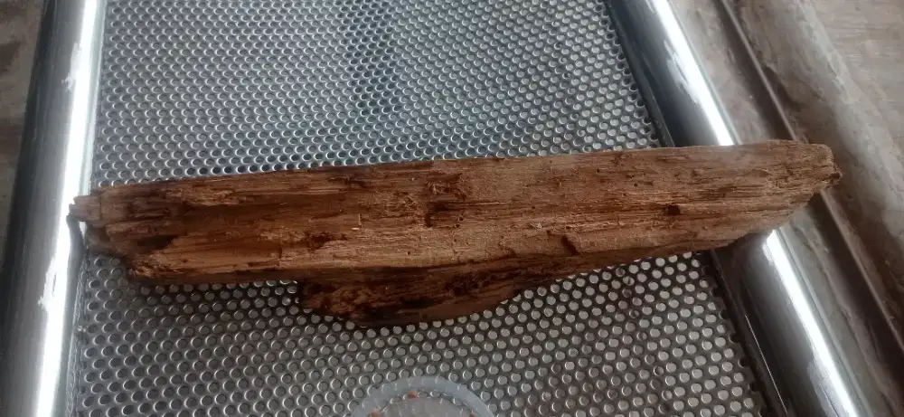 Kayu gaharu genus Aquilaria