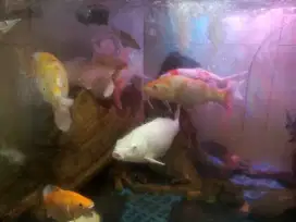 Ikan Koi Peliharaan