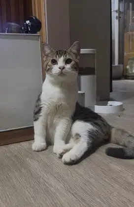 Scotish straight tabby white