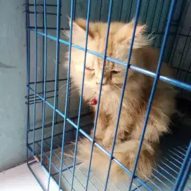 Open adopsi kucing persia
