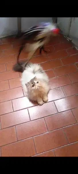 Kiten persia peaknose betina