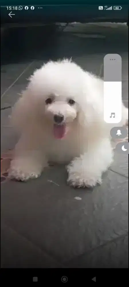 Terima pacak white toy poodle