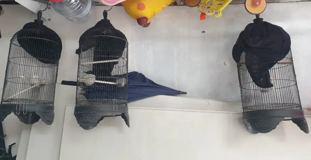 Kurung kenari atau lovebird