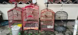 Dijual burung kaacer jabar, pentet jatim,cigun, dan crugcukan+KNDNG