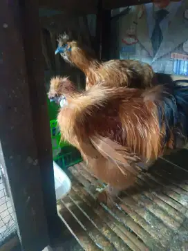 Ayam hias silky induk
