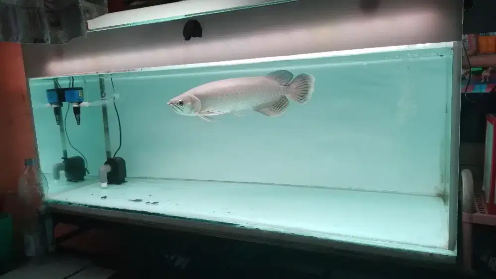 AQUARIUM DAN IKAN ARWANA GREEN PINO