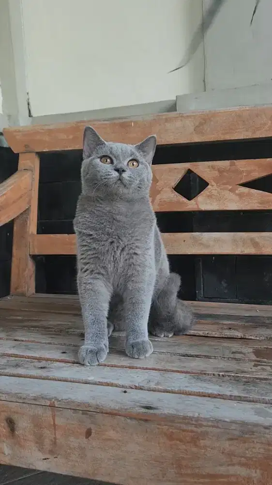 BSH NON PED line ICA