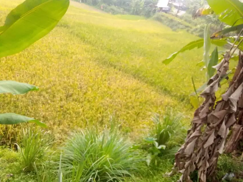 Di jual tanah luas 700mtr harga 300rb/m pinggir jln raya kabupaten