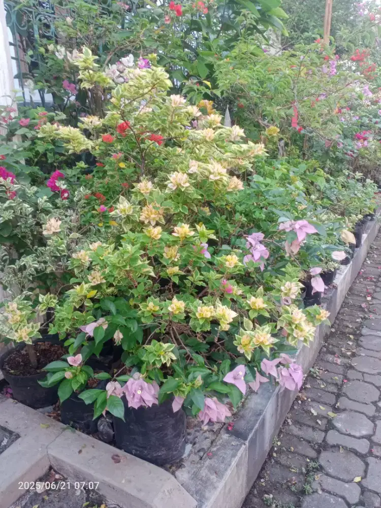 Bunga Bugenvil Bougenville Varigata Maharani Flame Oval dll iD Import