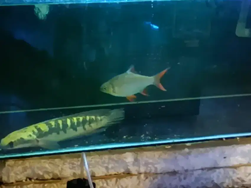 Ikan Channa YS maru