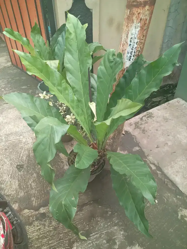 Anthurium Gelombang Cinta