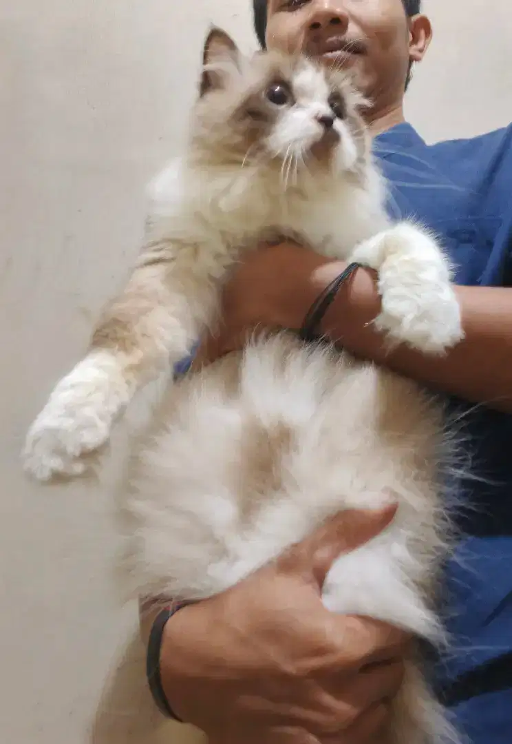 Ragdoll jantan topeng simetris