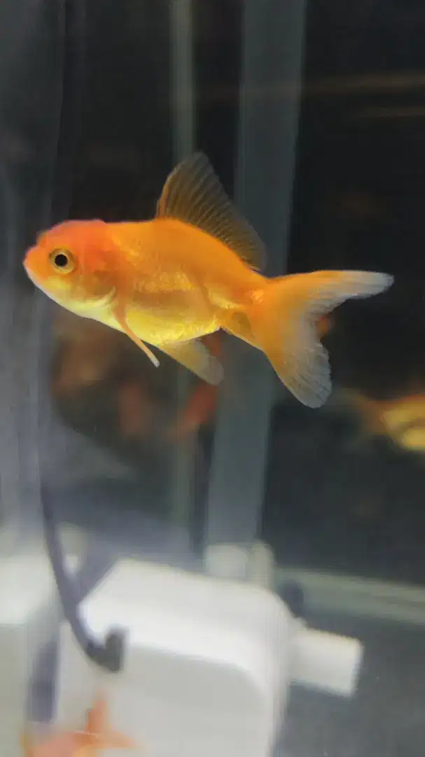 Ikan mas koki 5cm