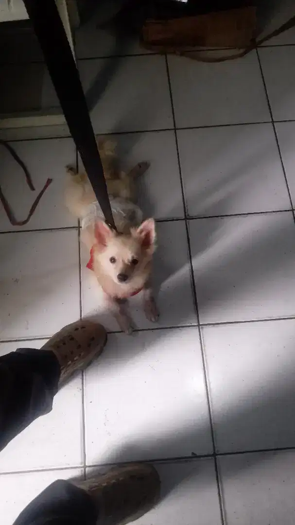 Mini Pomeranian anak import hnya sy ga urus srtnya ya.