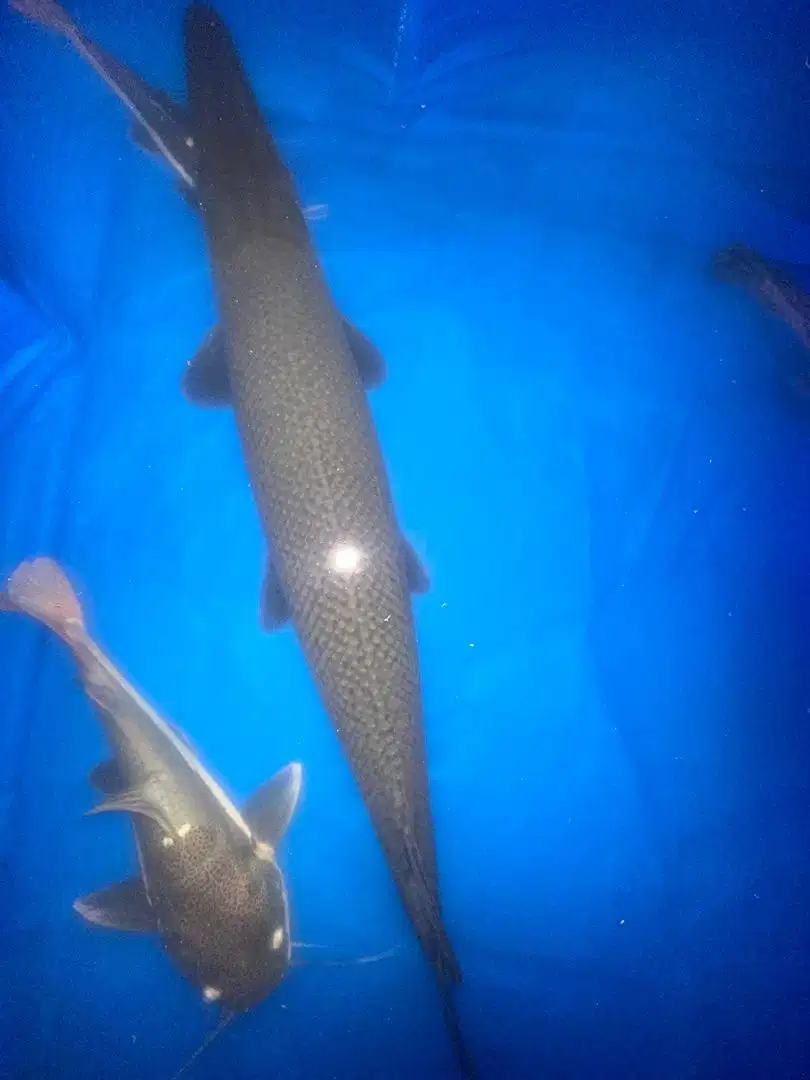 DIJUAL CEPAT IKAN GAR 1 METER!