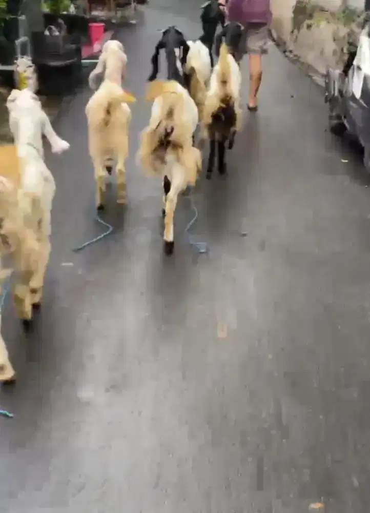 Kami menjual Macam2 jenis kambing dan berbagai macam Bibit Kambing2