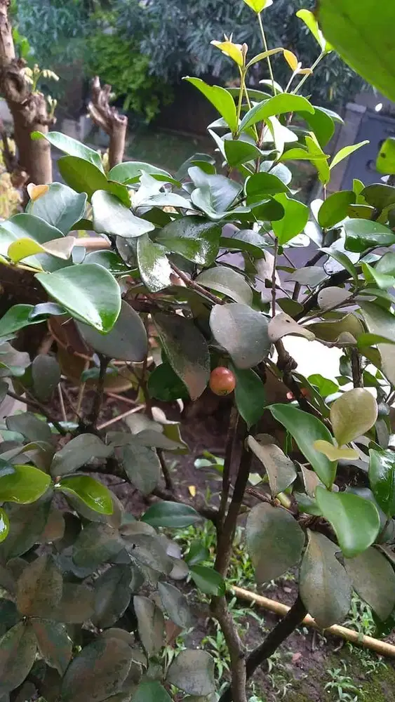 DIBUTUHKAN ART WANITA PP ( JAM KERJA DARI JAM 8 SAMPAI JAM 5 SORE)