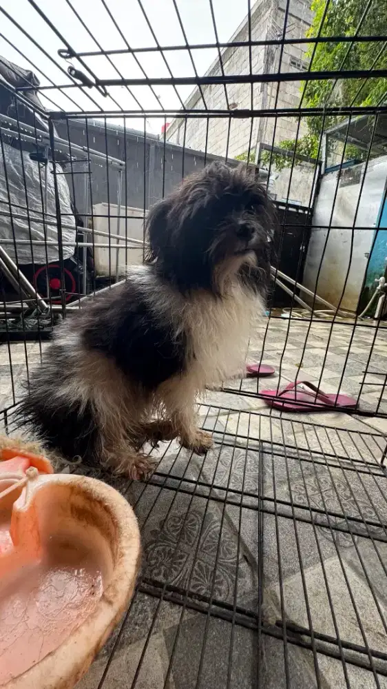 Anjing shitzu hitam putih