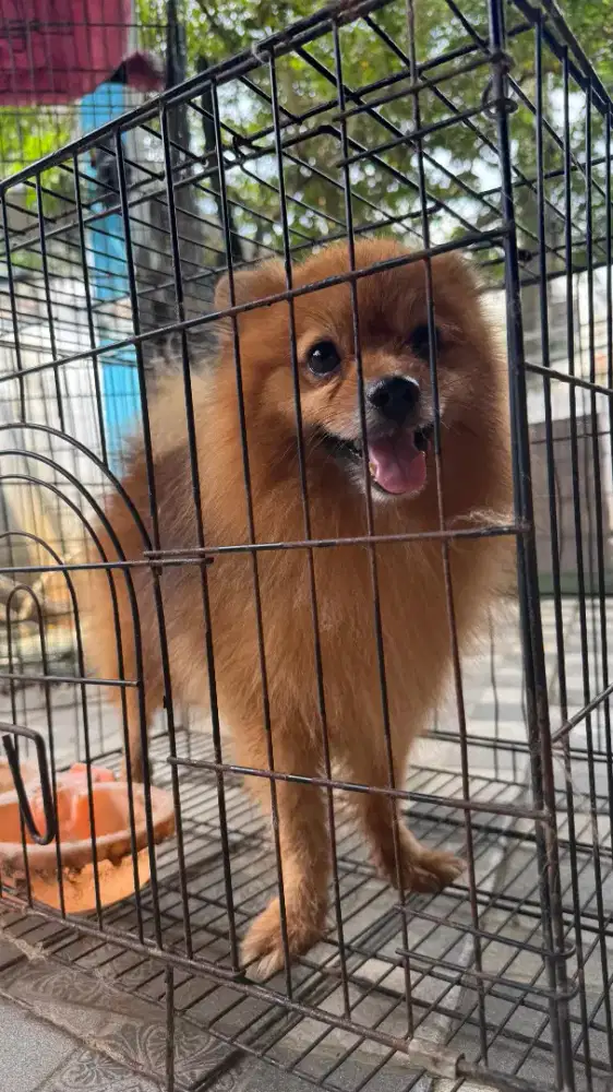 Pomeranian warna coklat