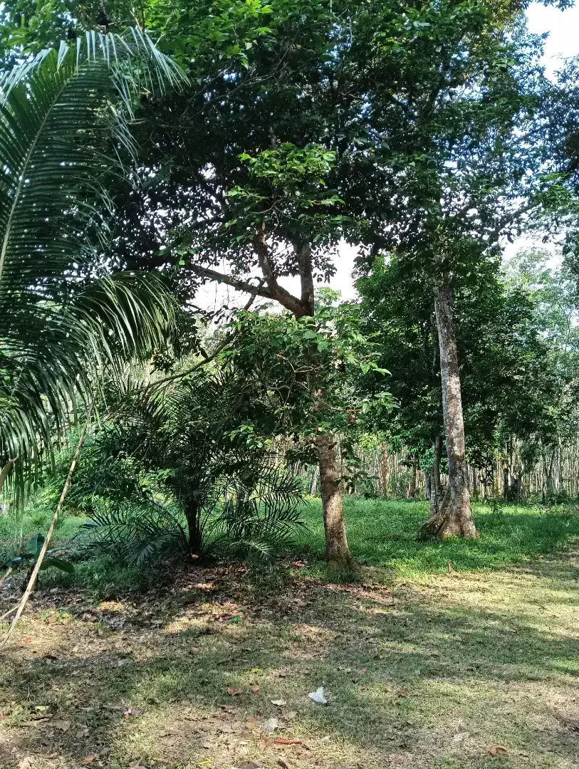 Dijual tanah siap bangun