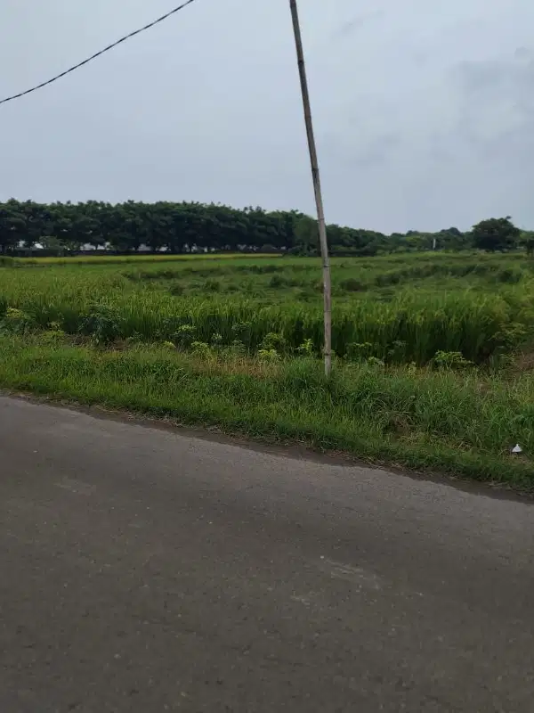 TANAH MURAH NOL.RAYA DUNGUS CERME GRESIK