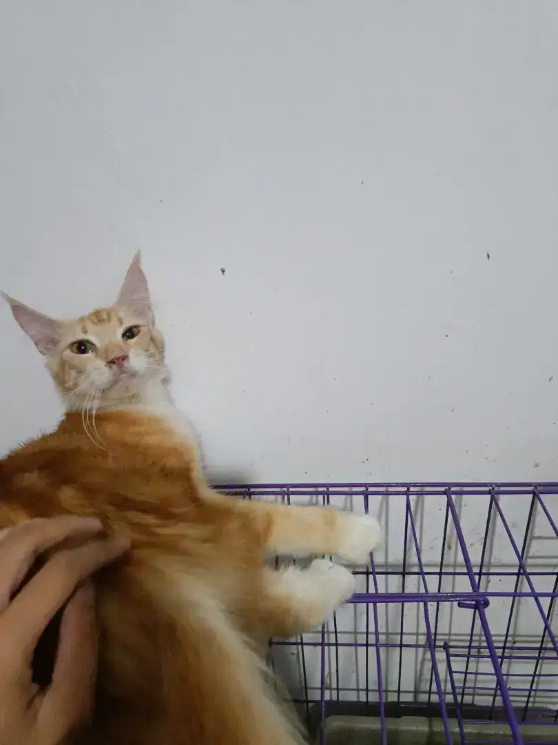 Kucing Mainecoon Jantan 1 tahun