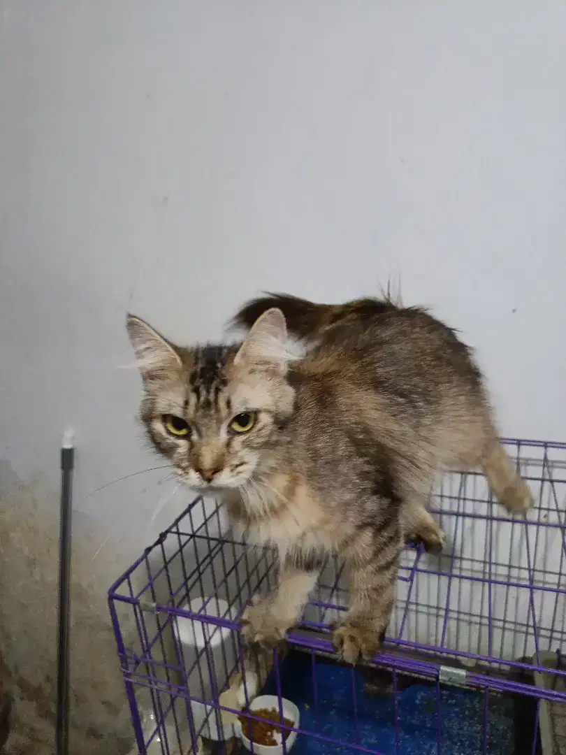 Kucing mix mainecoon betina